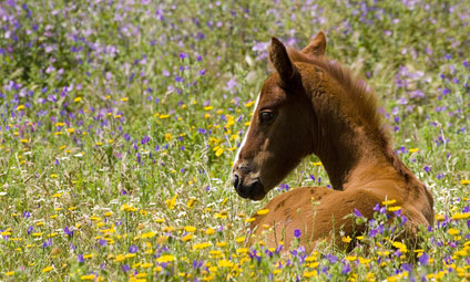 foal
